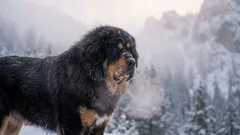 In zowel ijskoude als verzengende hitte: 7 rassen die het hele jaar door buiten kunnen leven